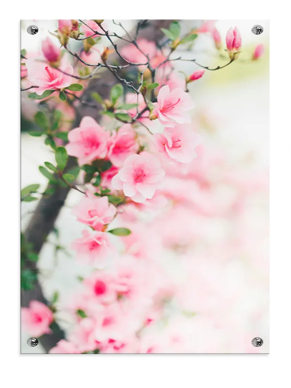 Bløde Lyserøde Azalea Blomster Plakat