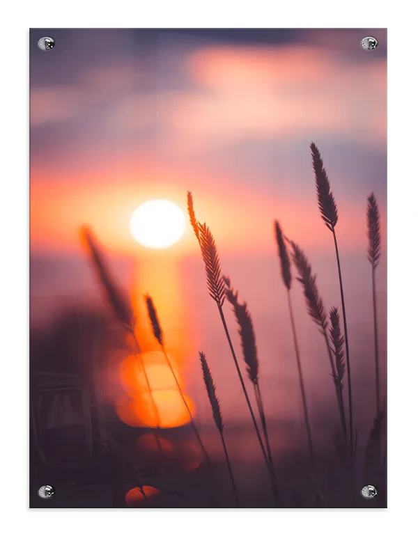 Solnedgang Over Græsstrå Plakat