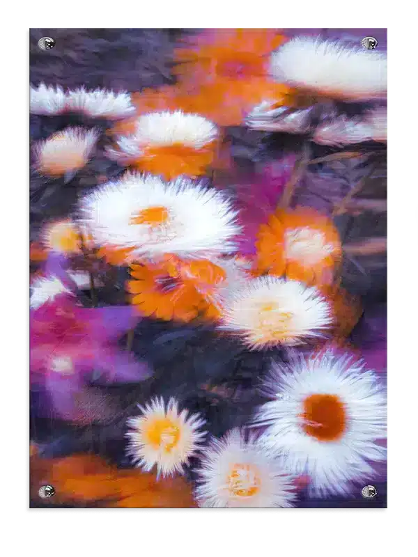 Hvide Blomster i Orange Lys Plakat
