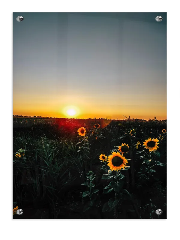 Solnedgang Over Solsikker Plakat