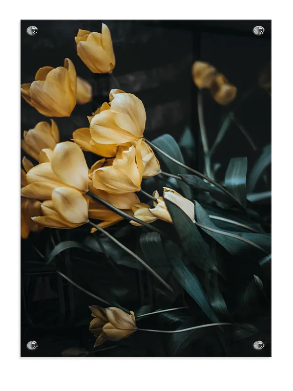 Gule Tulipaner i Skumring Plakat