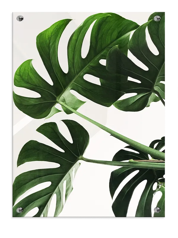 Monstera Blade Detaljer Plakat