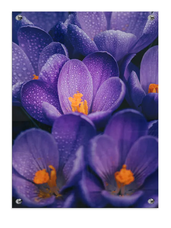 Lilla Krokus Med Dug No2 Plakat