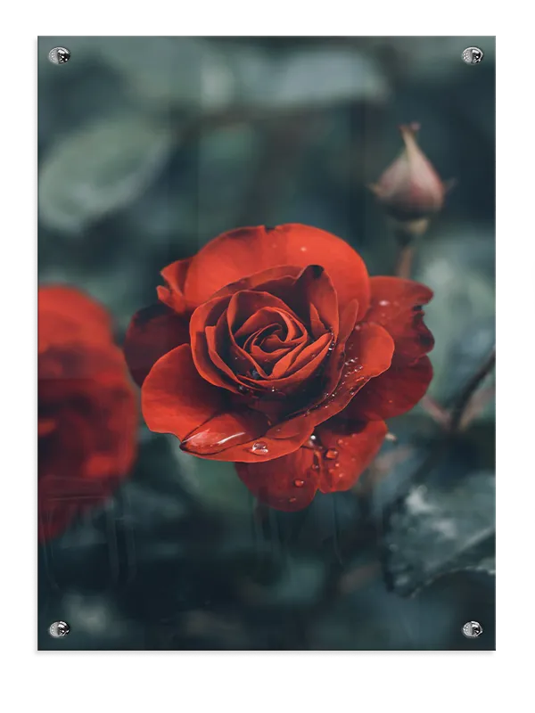 Rød Rose Med Dugdråber Plakat