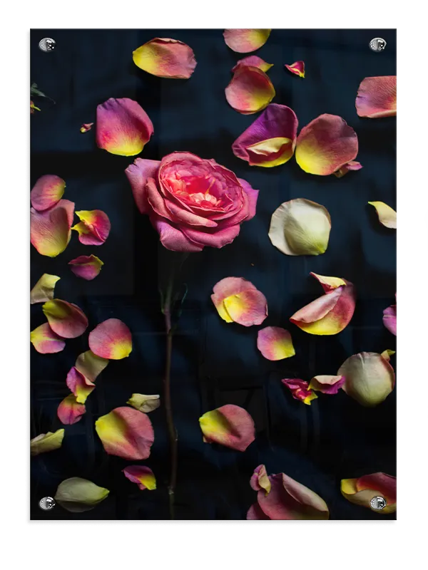 Pink Rose Med Kronblade Plakat