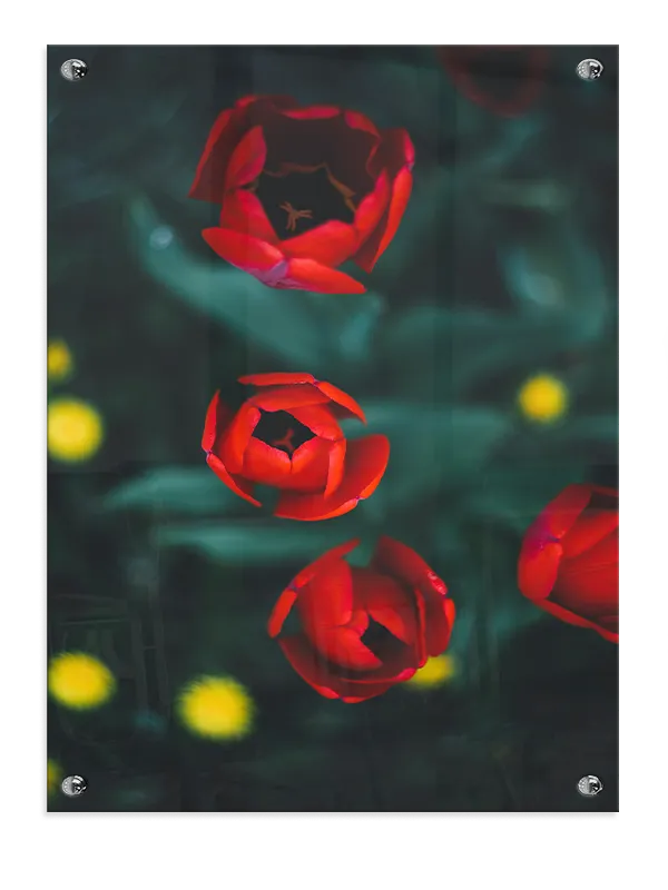 Røde Tulipaner i Naturligt Lys Plakat