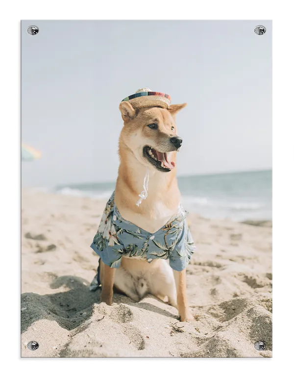 Sommerhund på Stranden Plakat