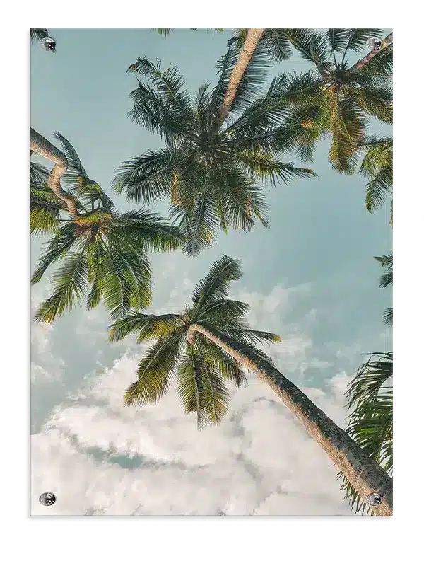 Palmer Under Blå Himmel Plakat
