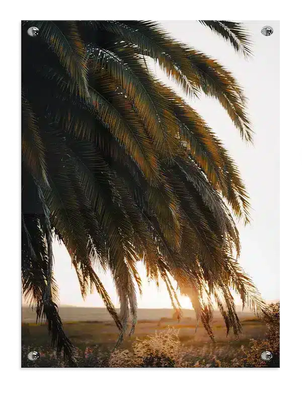 Palmeblade i Solnedgang Plakat