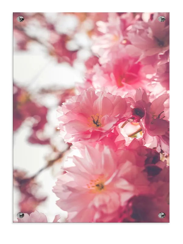 Lyserøde Blomster Detaljer Plakat