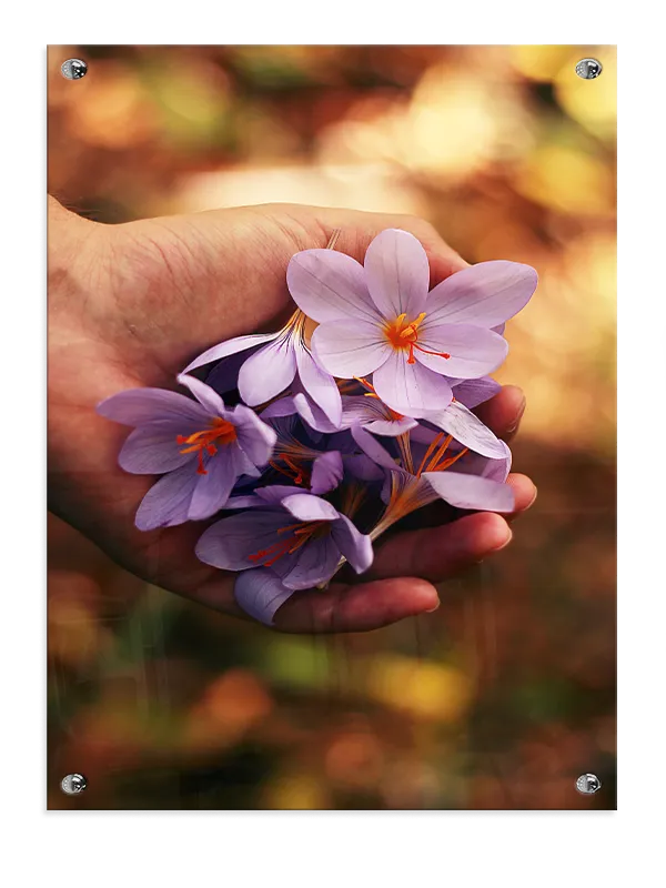 Hånd med lilla krokus Plakat
