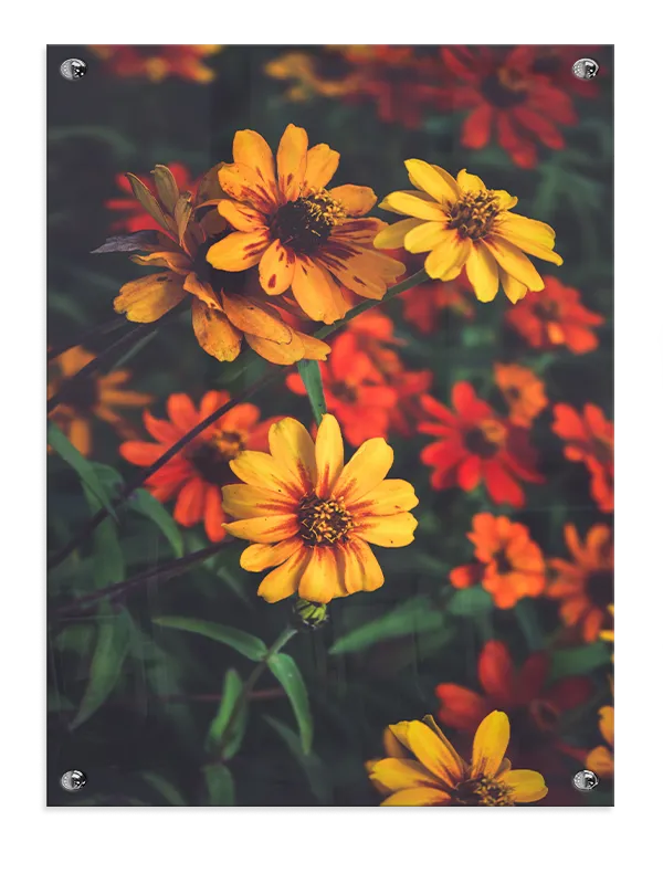 Gule Zinnia Blomster Plakat