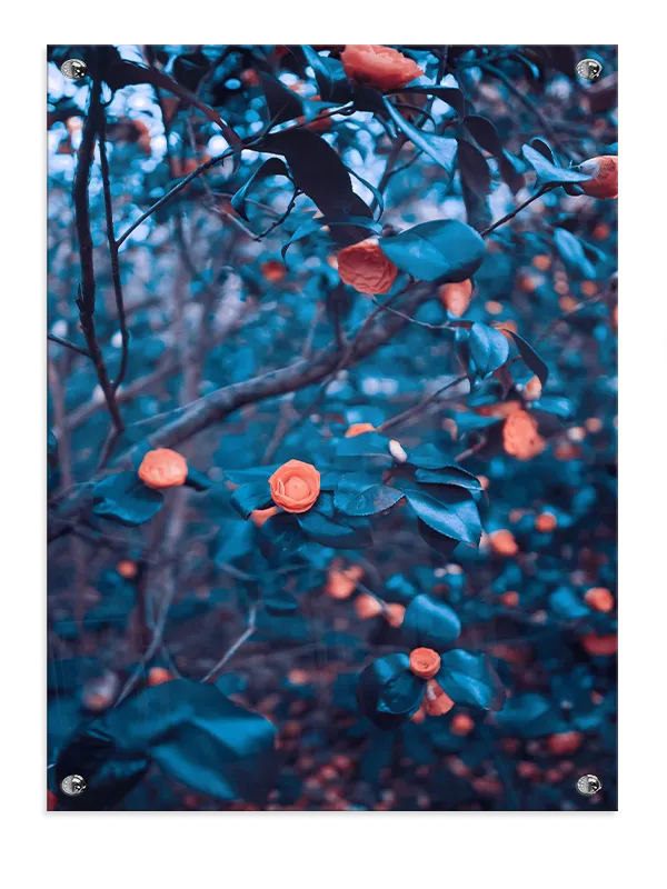 Orange Camellia Blomstergren Plakat