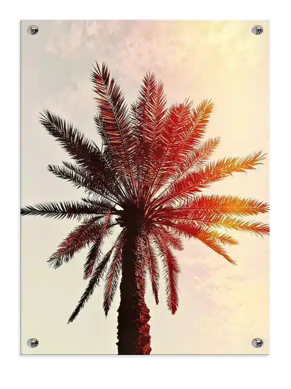 Palme Træ Ved Solnedgang Plakat