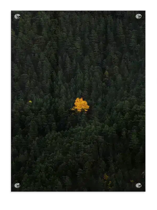 Gult Træ i Skov Plakat