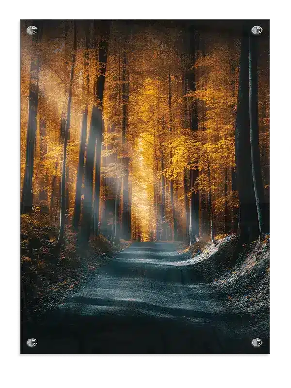 Efterårssti i Skoven Plakat