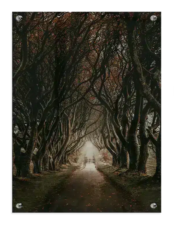 Vridede Bøgetræers Tunnel Plakat