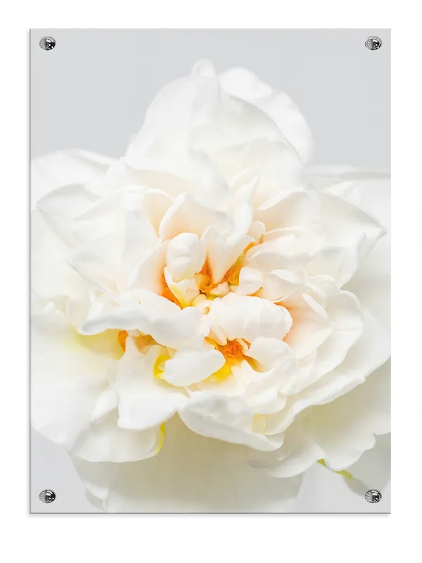 Hvid Rose Detalje Plakat