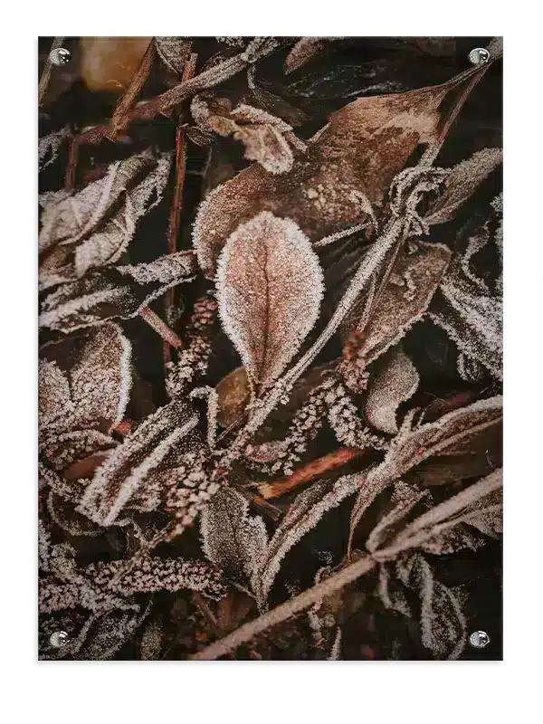 Frostdækkede Efterårsblade Plakat