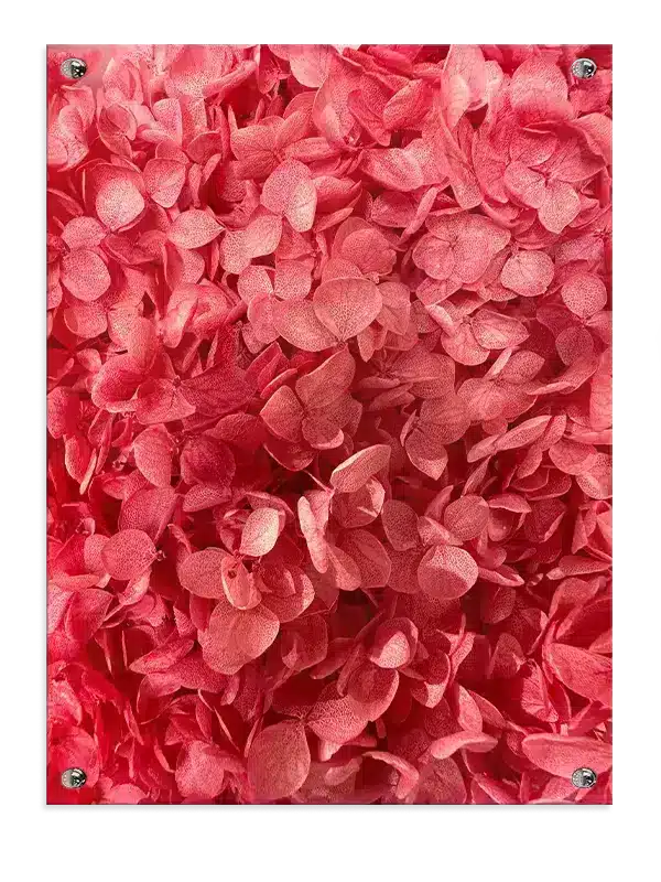 Røde Hortensia Blomster Plakat