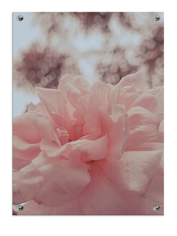 Lyserød Rose Med Dug Plakat