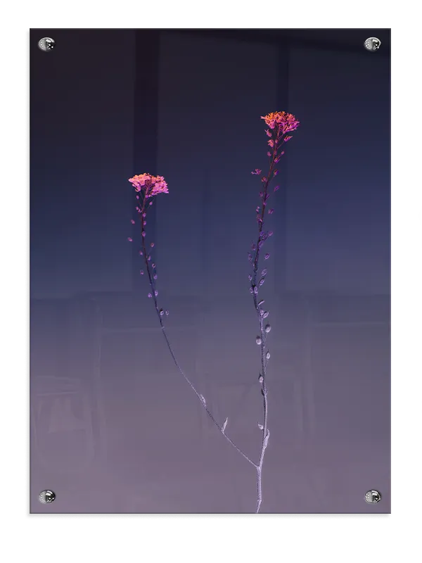 Tusmørkets Vilde Blomster Plakat
