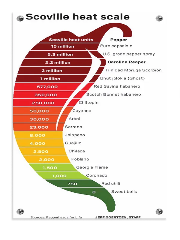 Chilipeberskalafarvegradient med typografiinfografiktekst linjer