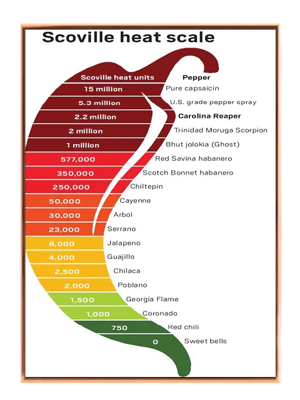 Chilipeberskalafarvegradient med typografiinfografiktekst linjer