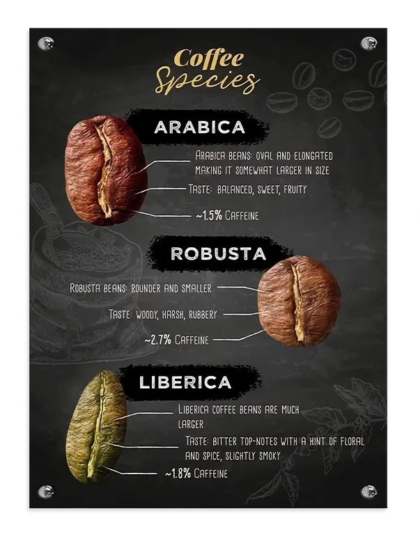 Kaffebønnerkaffearterinfografik med typografiillustrationtekstur mønster