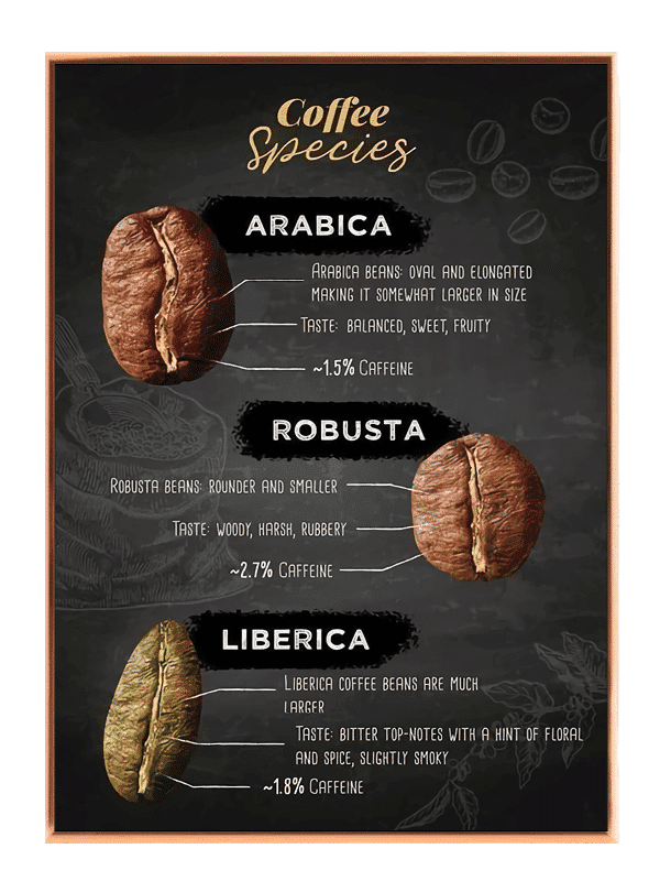 Kaffebønnerkaffearterinfografik med typografiillustrationtekstur mønster
