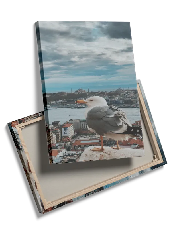 Seagull Over Urban Harbor