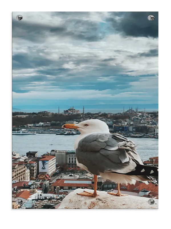 Seagull Over Urban Harbor