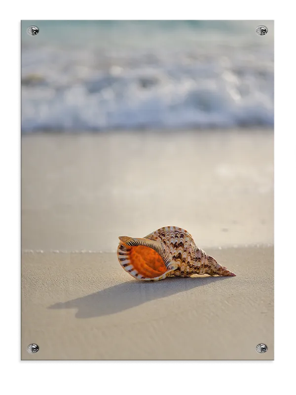 Musling Ved Strandkanten Plakat