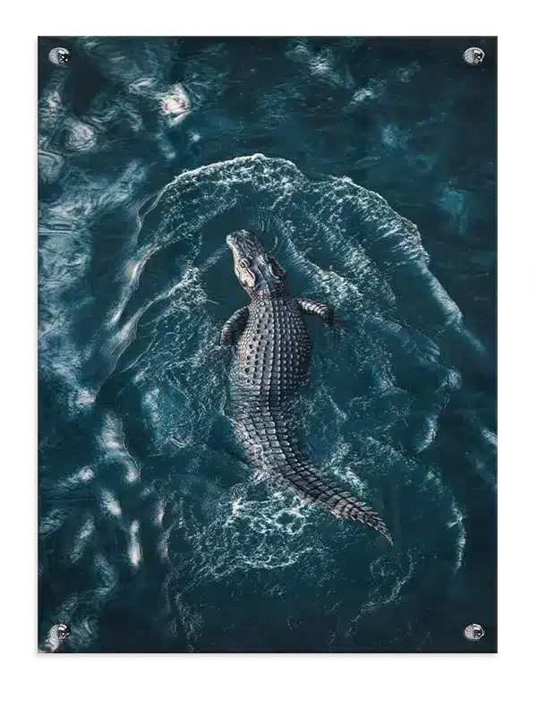 Ko American Alligator Plakat