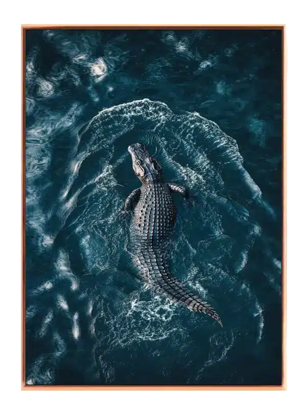 Ko American Alligator Plakat