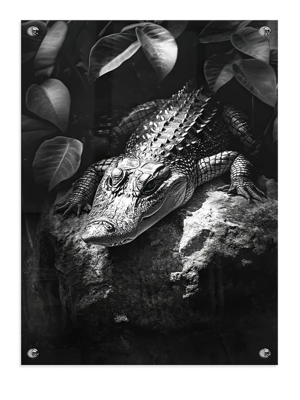 Ko American Alligator I Plakat