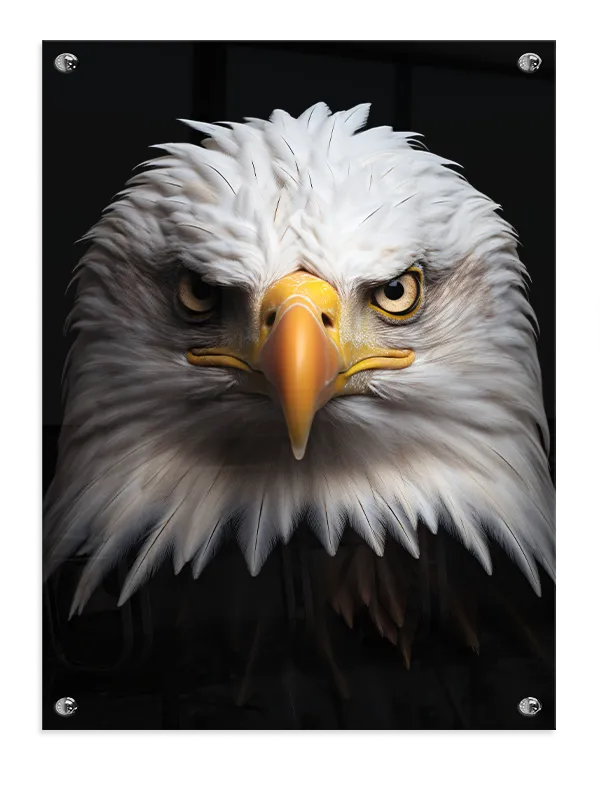 Bald Eagle Portrait Plakat