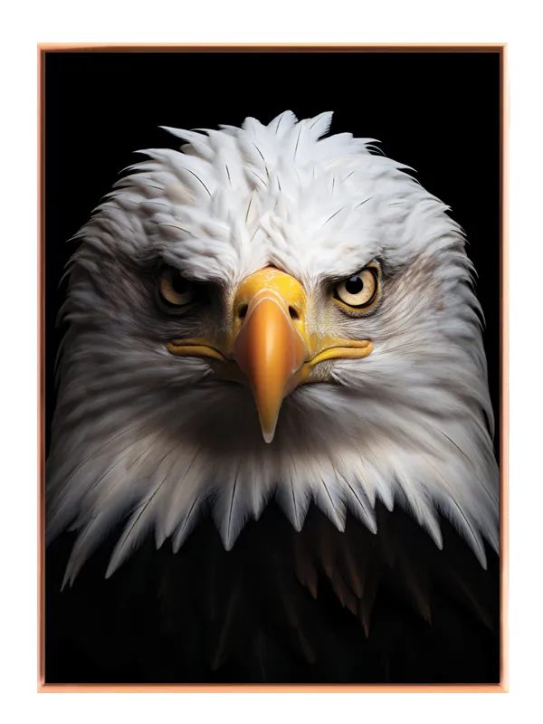 Bald Eagle Portrait Plakat