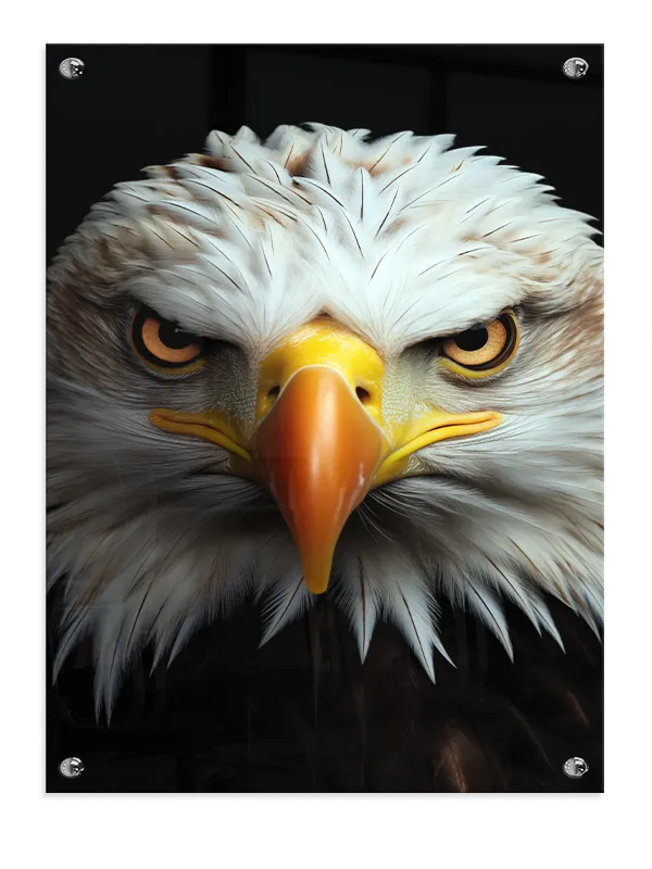 Bald Eagle Intense Plakat