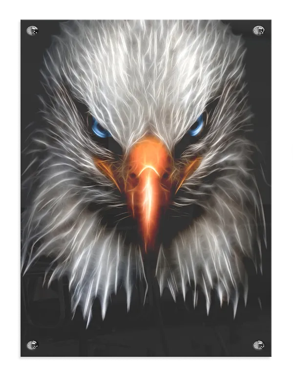 Bald Eagle Face Plakat