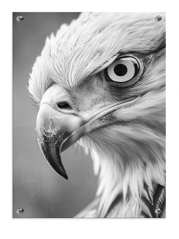 Eagle Close Up Plakat