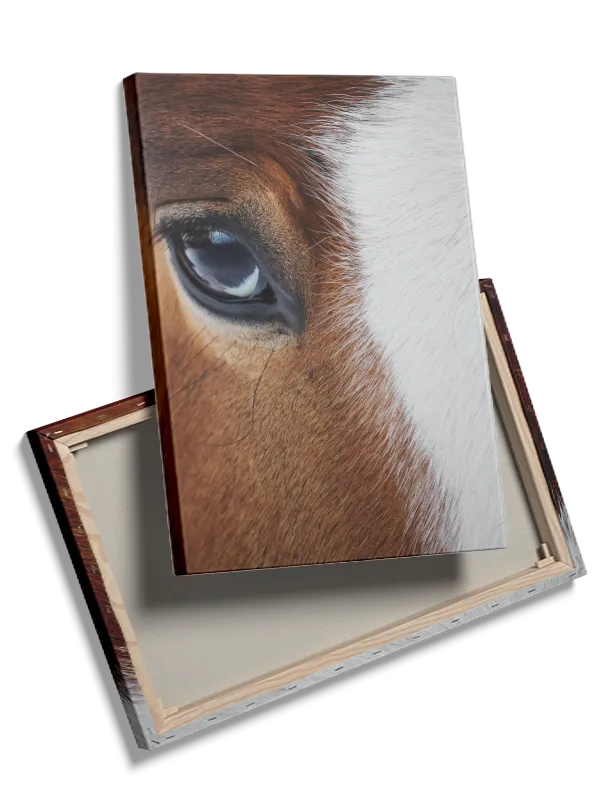 Horse Close Up Plakat