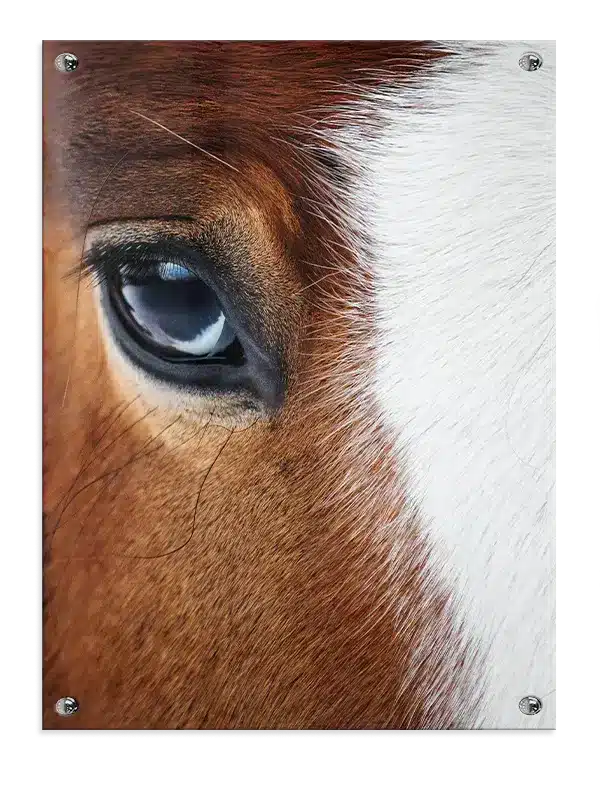 Horse Close Up Plakat