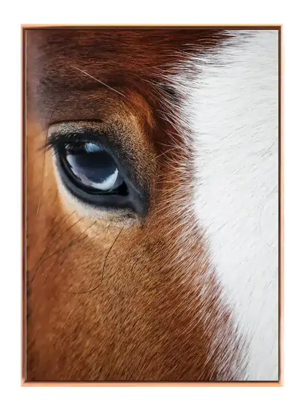 Horse Close Up Plakat