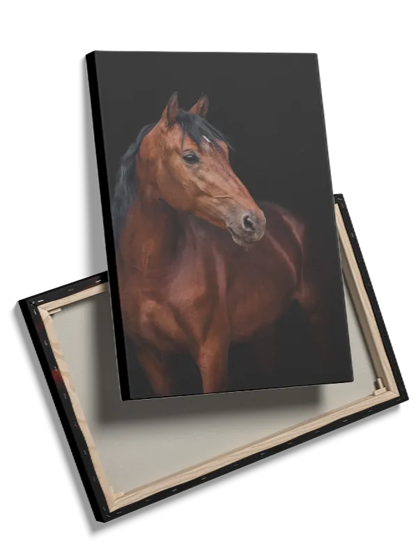Bay Horse Portrait Plakat