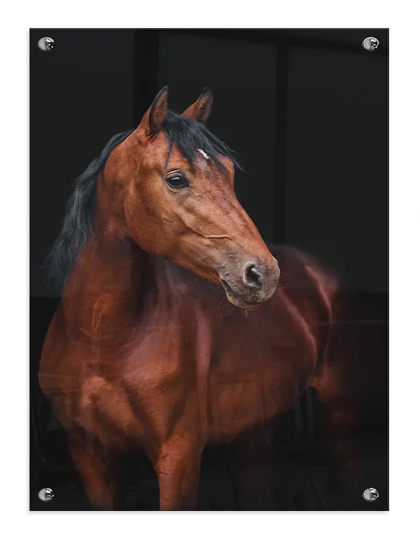 Bay Horse Portrait Plakat