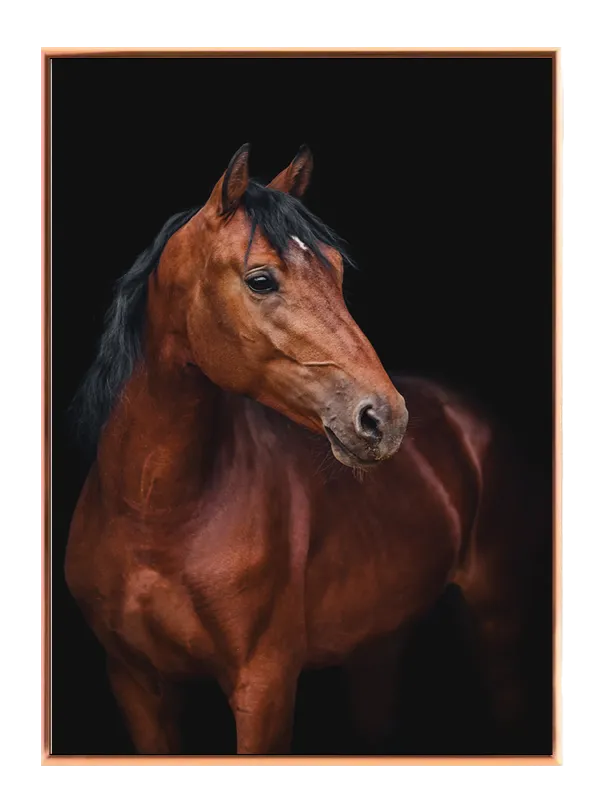 Bay Horse Portrait Plakat