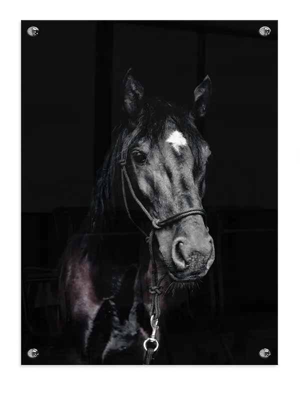 Black Horse Plakat