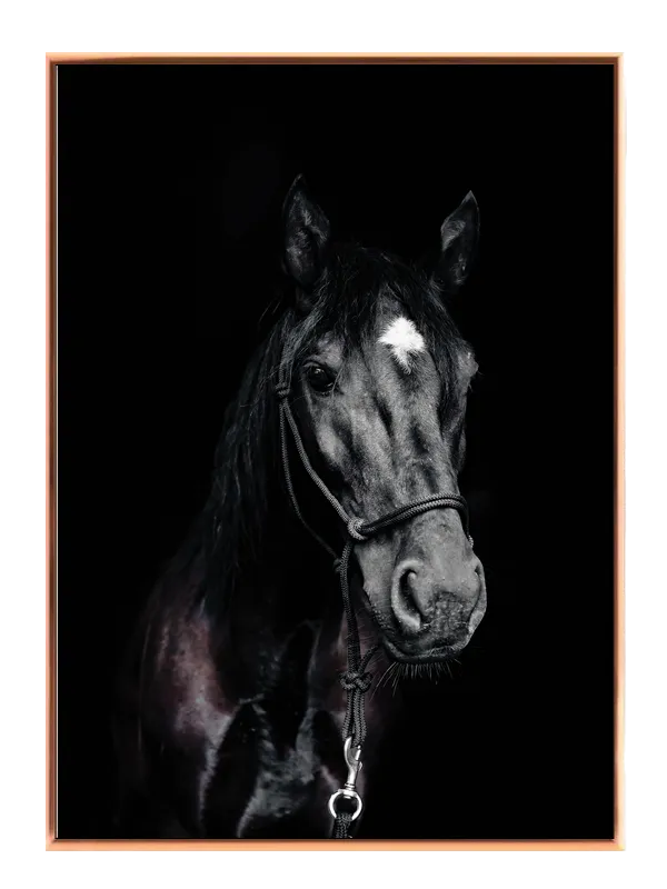Black Horse Plakat
