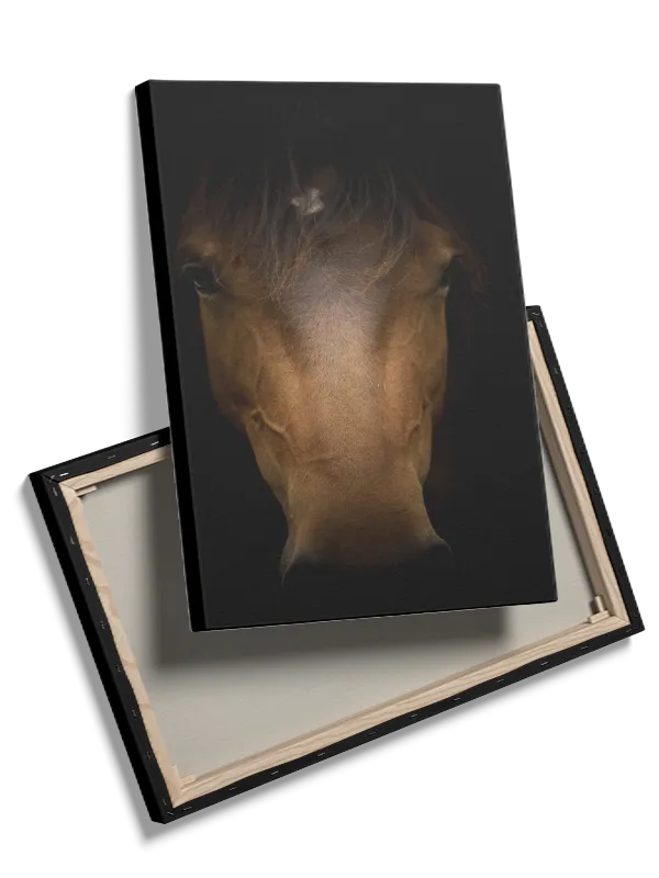 Horse Portrait Plakat